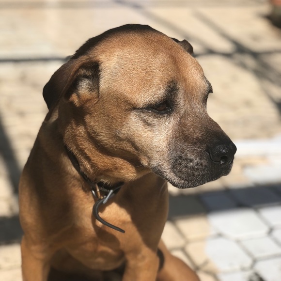 Meet your Posher, Violet - Picture 7 of 8